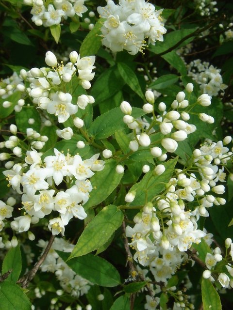 Deutzia x lemoinei 'Compacta' P2A